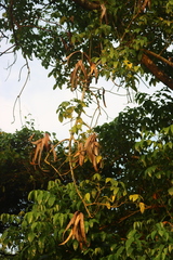 Dolichandrone spathacea