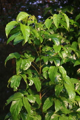 Dolichandrone spathacea