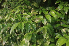 Dolichandrone spathacea