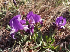 Iris lutescens chamaeiris