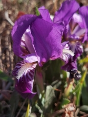 Iris lutescens chamaeiris