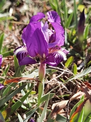Iris lutescens chamaeiris