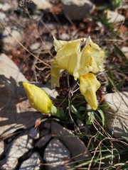 Iris lutescens chamaeiris