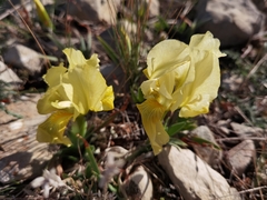 Iris lutescens chamaeiris