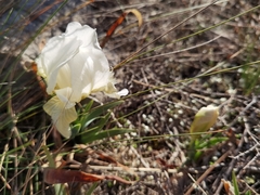 Iris lutescens chamaeiris