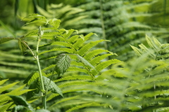 Matteuccia struthiopteris