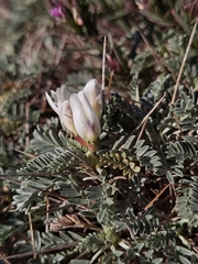 Astragalus tragacantha