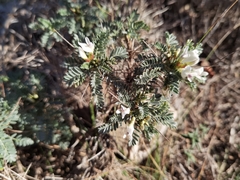 Astragalus tragacantha