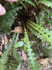 Blechnum attenuatum