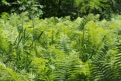 Matteuccia struthiopteris