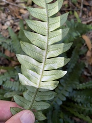 Blechnum attenuatum