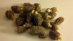 Morchella brunnea