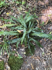 Blechnum attenuatum