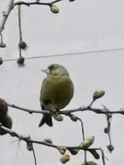 Chloris chloris