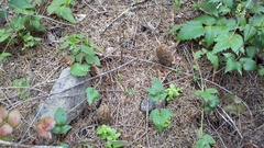 Morchella brunnea