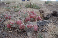 Astragalus whitneyi