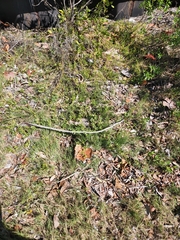 Blutaparon vermiculare