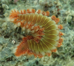 Hermodice carunculata