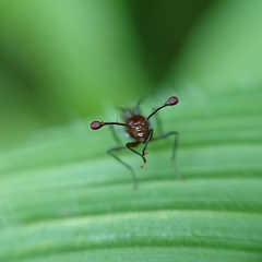 Cyrtodiopsis dalmanni