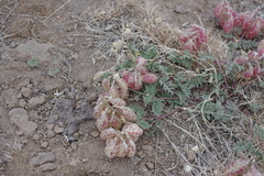 Astragalus whitneyi