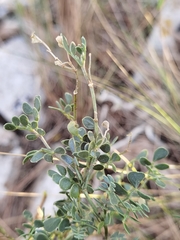 Coronilla minima lotoides