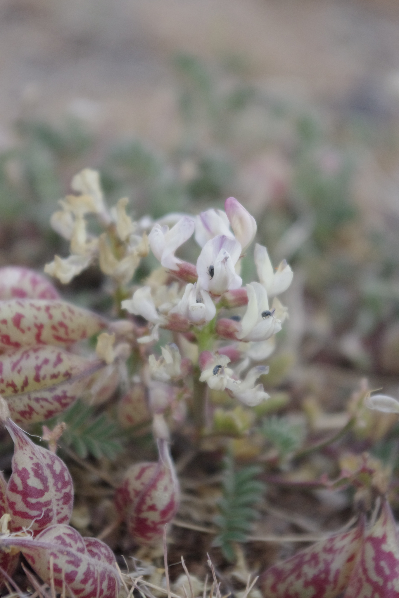 Astragalus whitneyi var. confusus