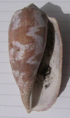 Conus tulipa