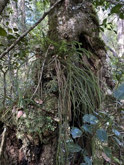 Phlegmariurus gnidioides