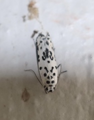 Ethmia bittenella