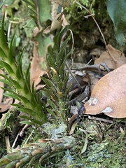 Phlegmariurus gnidioides