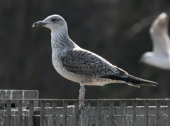 Larus michahellis
