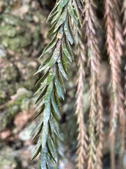 Phlegmariurus gnidioides