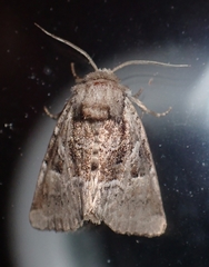 Meropleon ambifusca