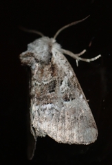 Meropleon ambifusca