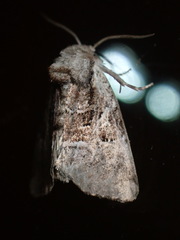 Meropleon ambifusca