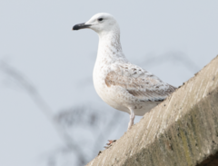 Larus cachinnans
