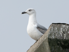 Larus michahellis