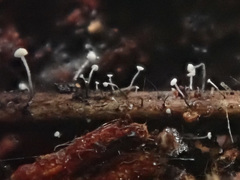 Antinoa juniperinella