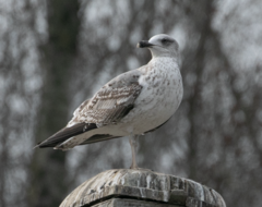 Larus michahellis