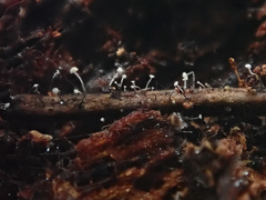 Antinoa juniperinella