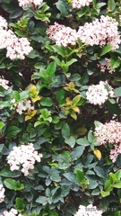 Viburnum tinus
