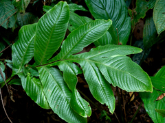 Tectariaceae