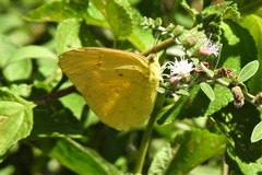 Phoebis philea
