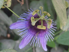 Passiflora amethystina
