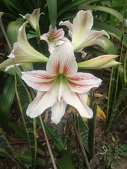 Hippeastrum reticulatum