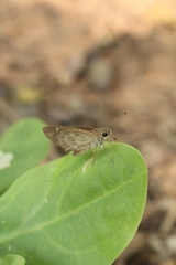 Callimormus saturnus