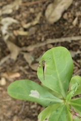 Callimormus saturnus