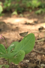 Callimormus saturnus