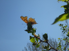 Polygonia satyrus