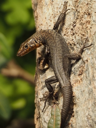 Greek Rock Lizard, Hellenolacerta graeca